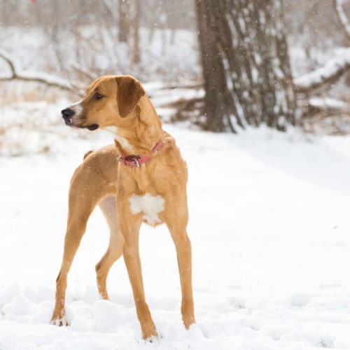 Lola, an adoptable Hound, Mixed Breed in Duart, ON, N0L 1H0 | Photo Image 3