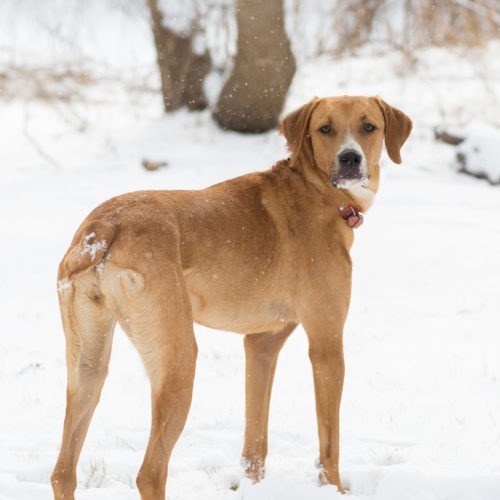 Lola, an adoptable Hound, Mixed Breed in Duart, ON, N0L 1H0 | Photo Image 4
