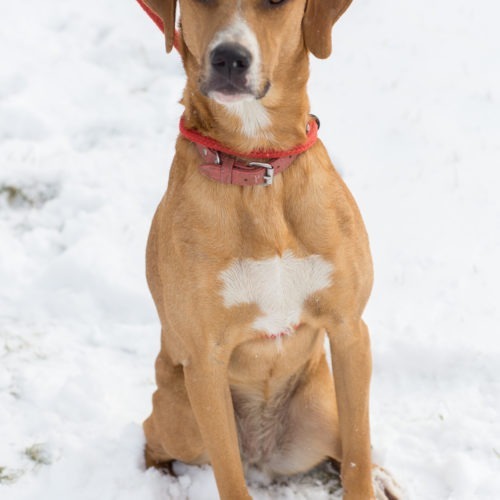 Lola, an adoptable Hound, Mixed Breed in Duart, ON, N0L 1H0 | Photo Image 5