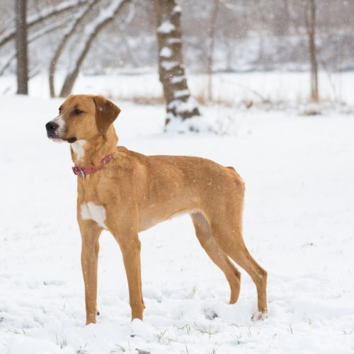 Lola, an adoptable Hound, Mixed Breed in Duart, ON, N0L 1H0 | Photo Image 6