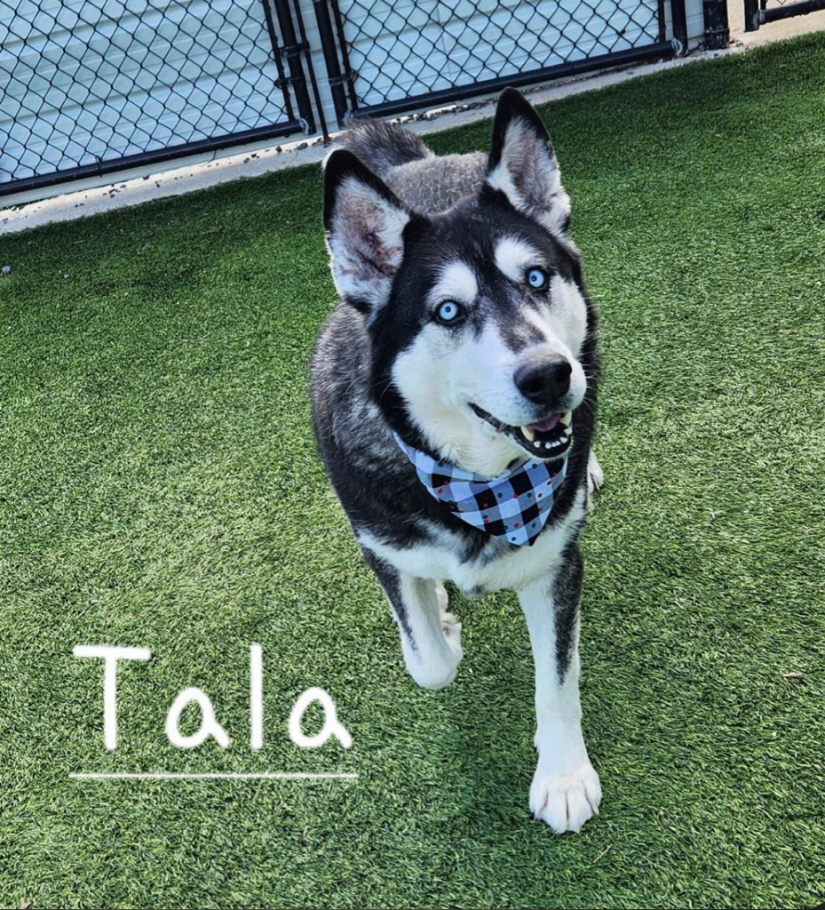 Tala