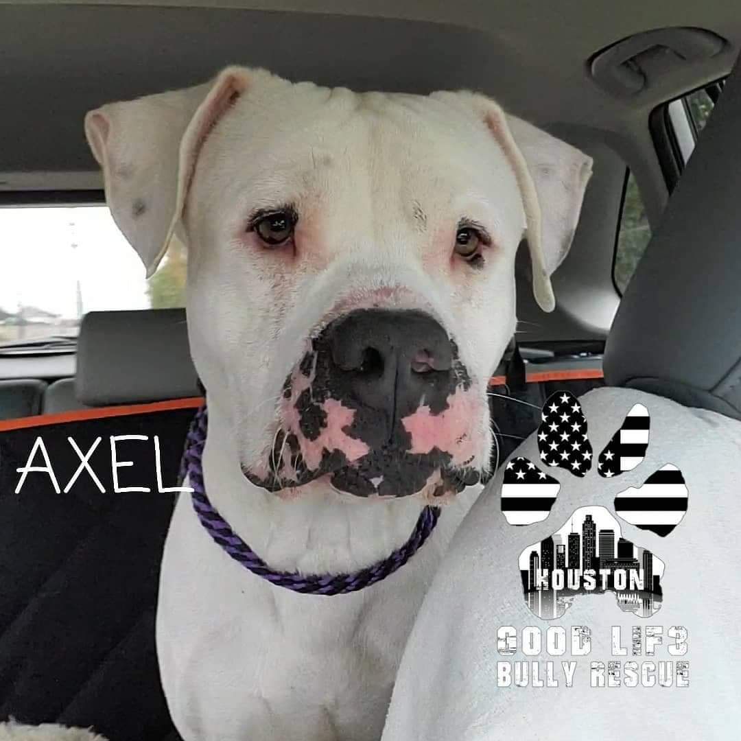 Axel