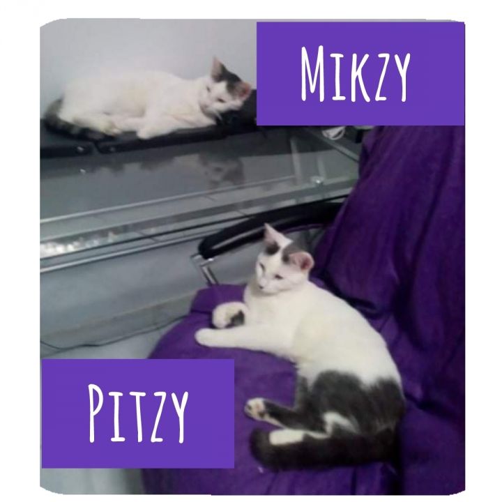 Miksy and Pitsy 1