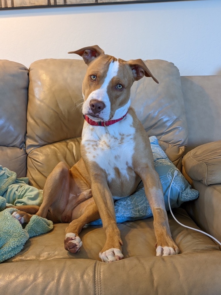 Ziggy, an adoptable Pit Bull Terrier in Tehachapi, CA, 93561 | Photo Image 1