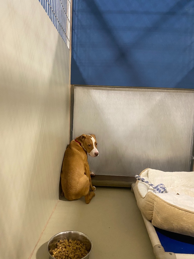 Ziggy, an adoptable Pit Bull Terrier in Tehachapi, CA, 93561 | Photo Image 4