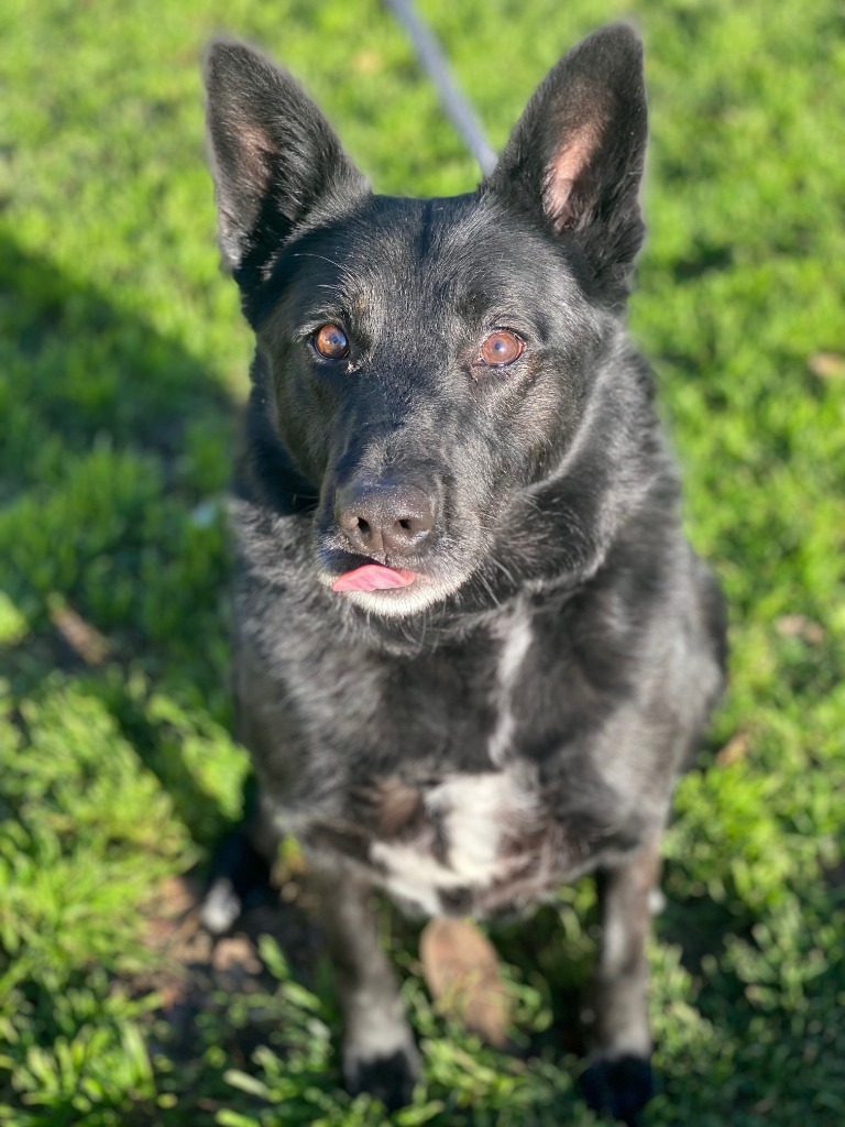 Koda, an adoptable German Shepherd Dog, Border Collie in Chico, CA, 95928 | Photo Image 1