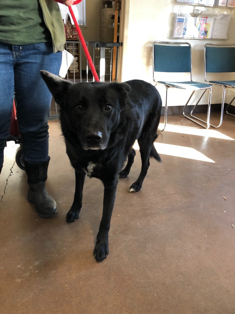 Koda, an adoptable German Shepherd Dog, Border Collie in Chico, CA, 95928 | Photo Image 2