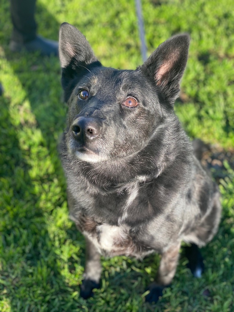 Koda, an adoptable German Shepherd Dog, Border Collie in Chico, CA, 95928 | Photo Image 3