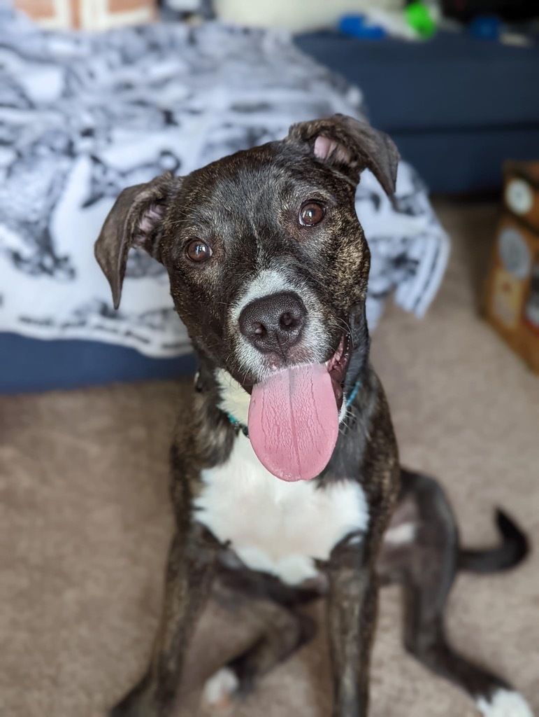 Paris, an adoptable Boxer, Hound in Waxhaw, NC, 28173 | Photo Image 1