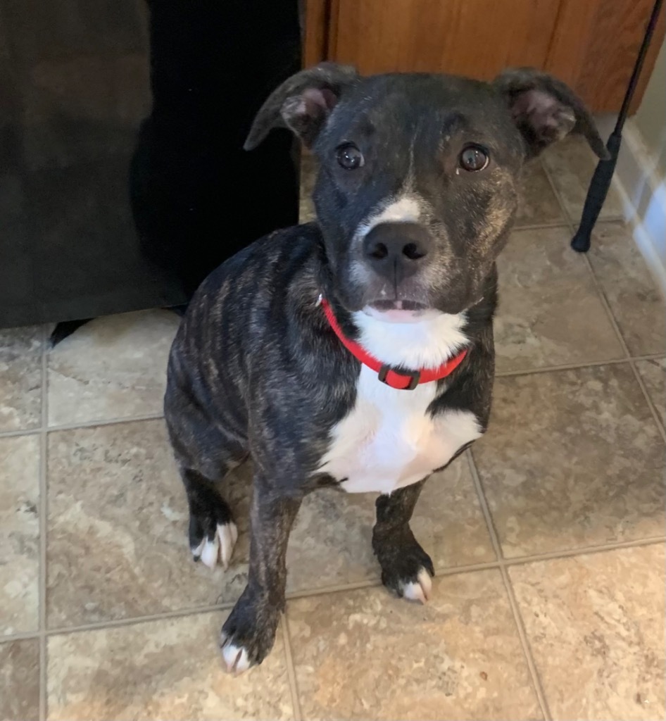 Paris, an adoptable Boxer, Hound in Waxhaw, NC, 28173 | Photo Image 2