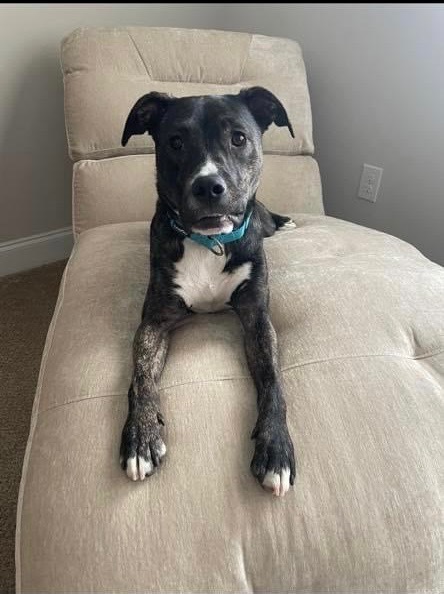 Paris, an adoptable Boxer, Hound in Waxhaw, NC, 28173 | Photo Image 4