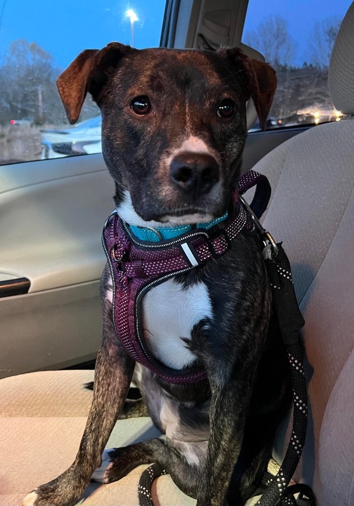 Paris, an adoptable Boxer, Hound in Waxhaw, NC, 28173 | Photo Image 5