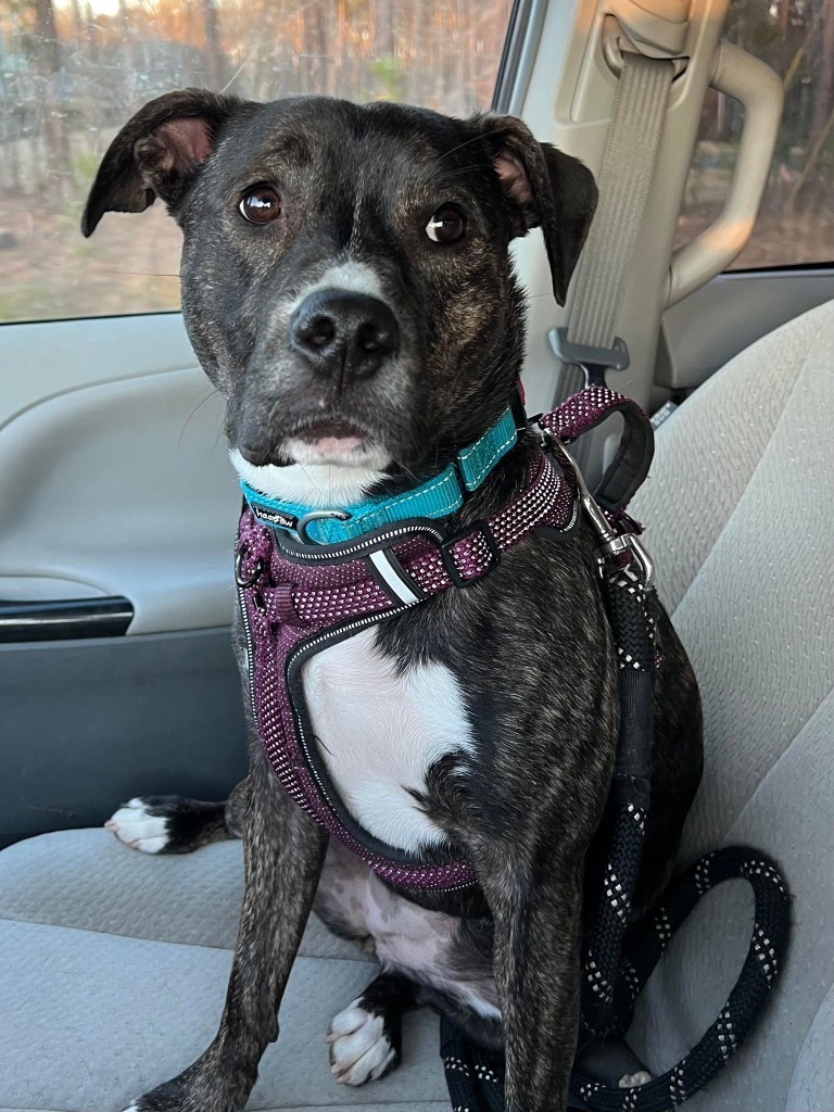 Paris, an adoptable Boxer, Hound in Waxhaw, NC, 28173 | Photo Image 6