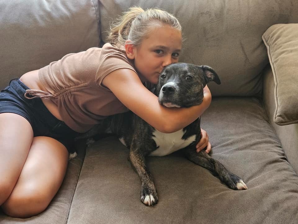 Paris, an adoptable Boxer, Hound in Waxhaw, NC, 28173 | Photo Image 6