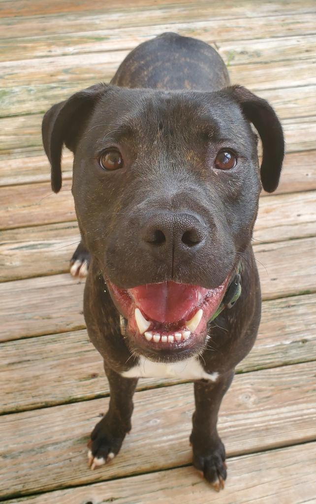 Maxwell, an adoptable Plott Hound, Mixed Breed in St. Augustine, FL, 32084 | Photo Image 1