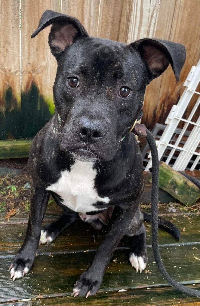 Maxwell, an adoptable Plott Hound, Mixed Breed in St. Augustine, FL, 32084 | Photo Image 2