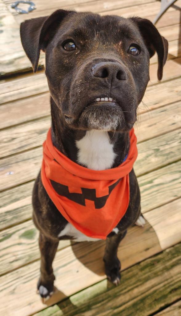 Maxwell, an adoptable Plott Hound, Mixed Breed in St. Augustine, FL, 32084 | Photo Image 3