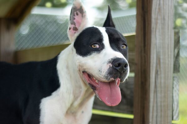 Hoss *deaf*, an adoptable American Bulldog Mix in Winchester, KY_image-2