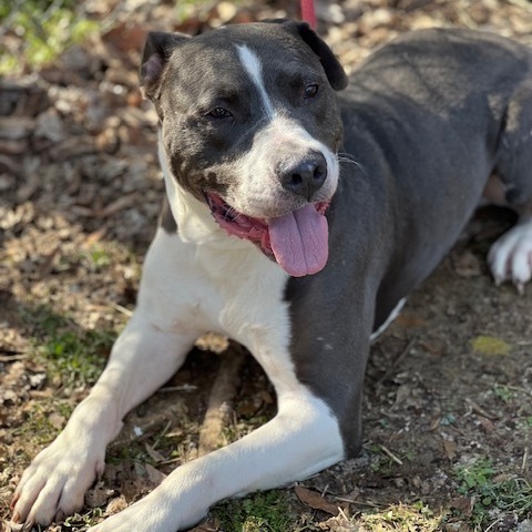 Niko, an adoptable Staffordshire Bull Terrier, Pit Bull Terrier in Horn Lake, MS, 38637 | Photo Image 3
