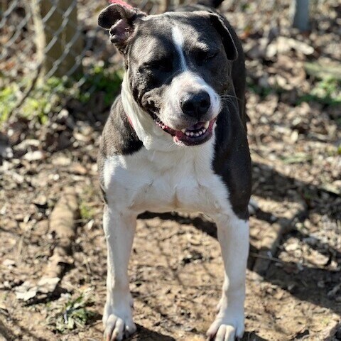 Niko, an adoptable Staffordshire Bull Terrier, Pit Bull Terrier in Horn Lake, MS, 38637 | Photo Image 5