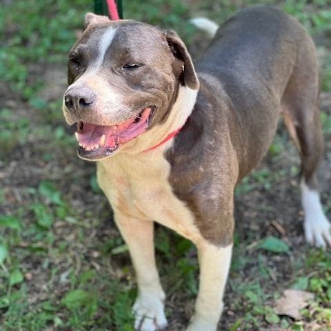 Niko, an adoptable Staffordshire Bull Terrier, Pit Bull Terrier in Horn Lake, MS, 38637 | Photo Image 1