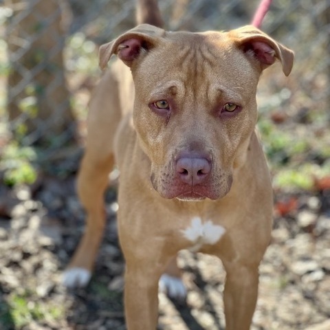 Ivy, an adoptable Pit Bull Terrier, Mixed Breed in Horn Lake, MS, 38637 | Photo Image 1