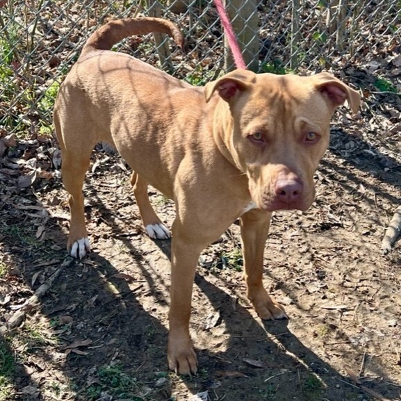 Ivy, an adoptable Pit Bull Terrier, Mixed Breed in Horn Lake, MS, 38637 | Photo Image 6
