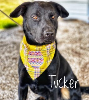 Tucker