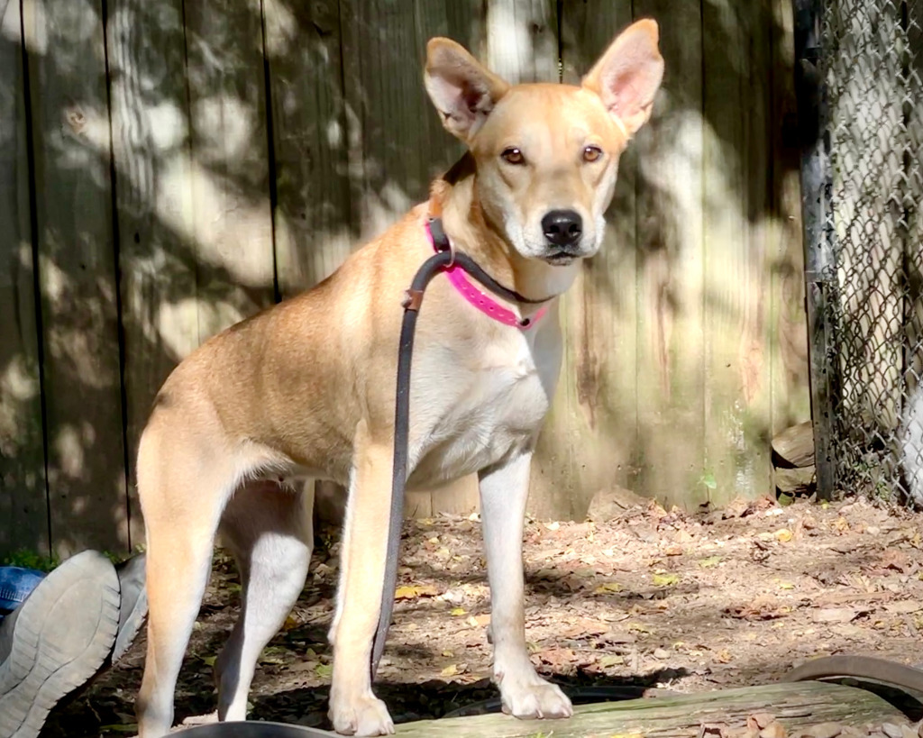 BELA, an adoptable Shepherd in Little Rock, AR, 72210 | Photo Image 1