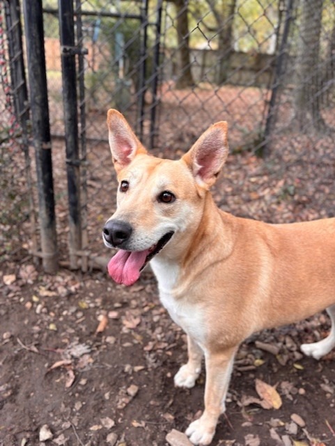 BELA, an adoptable Shepherd in Little Rock, AR, 72210 | Photo Image 1