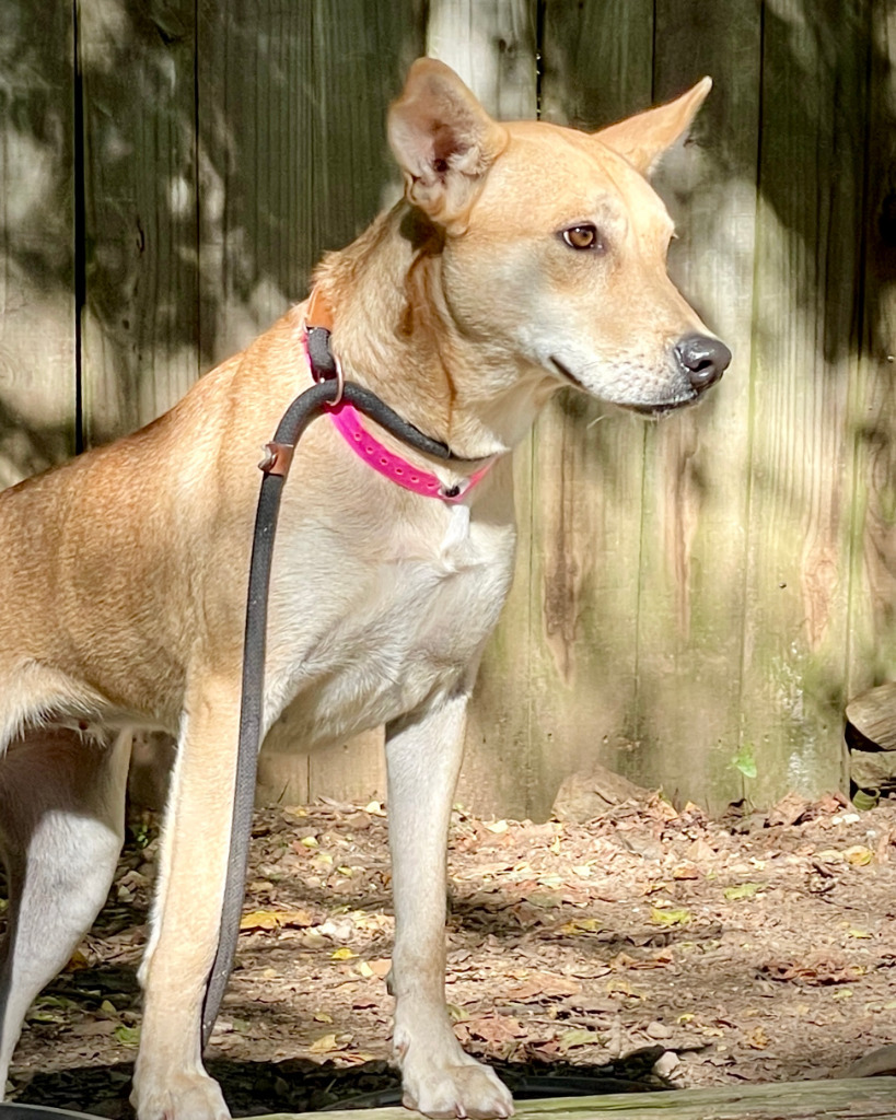 BELA, an adoptable Shepherd in Little Rock, AR, 72210 | Photo Image 2