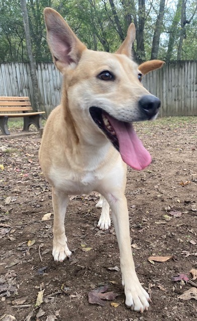 BELA, an adoptable Shepherd in Little Rock, AR, 72210 | Photo Image 2