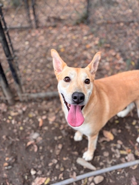 BELA, an adoptable Shepherd in Little Rock, AR, 72210 | Photo Image 3