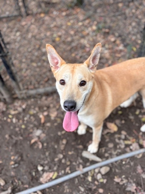 BELA, an adoptable Shepherd in Little Rock, AR, 72210 | Photo Image 4