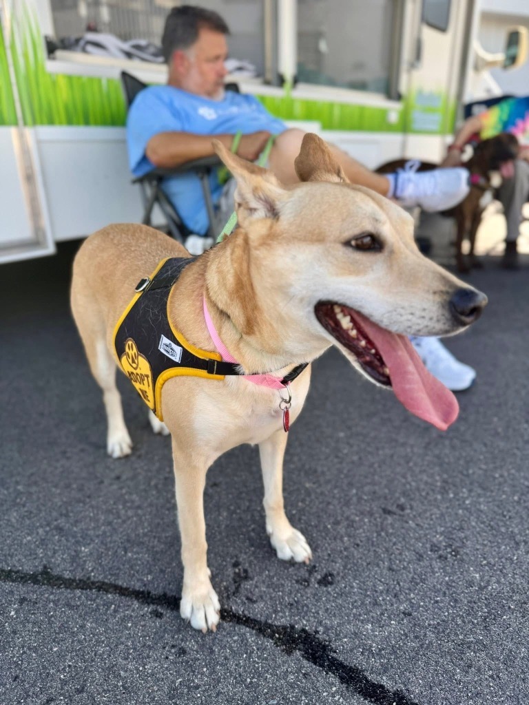 BELA, an adoptable Shepherd in Little Rock, AR, 72210 | Photo Image 4