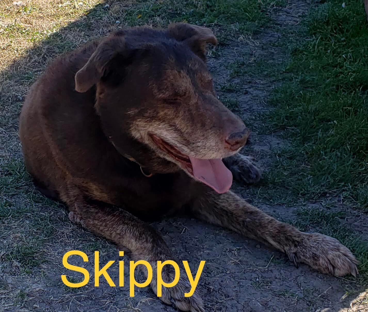 Skippy