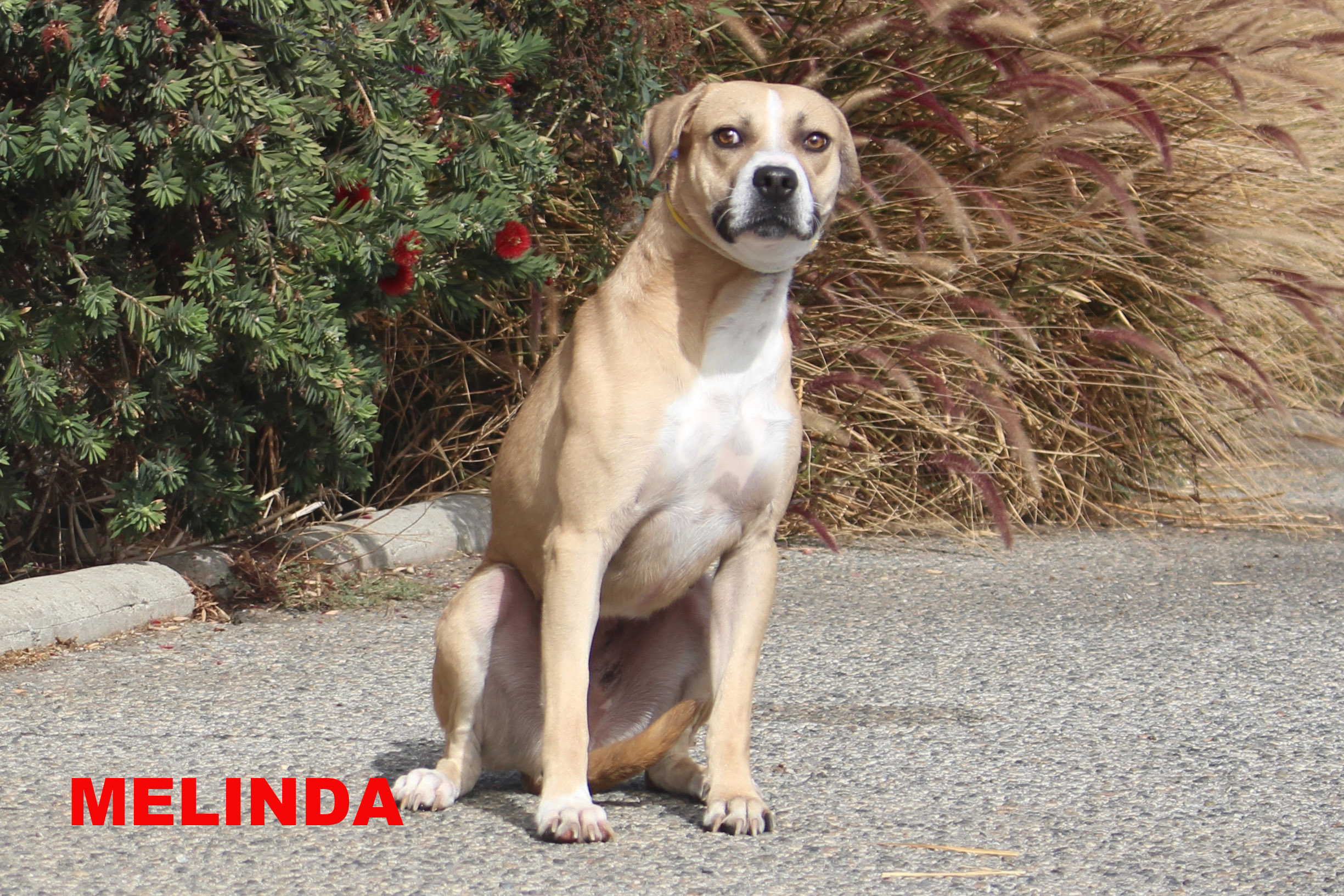 Melinda, an adoptable Pit Bull Terrier, Mixed Breed in Oakley, UT, 84055 | Photo Image 2