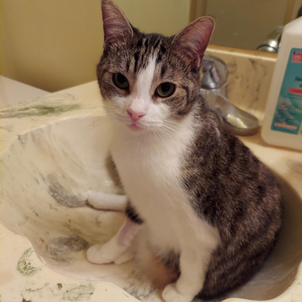 Cleo, an adoptable Domestic Short Hair in Los Angeles, CA, 90016 | Photo Image 1