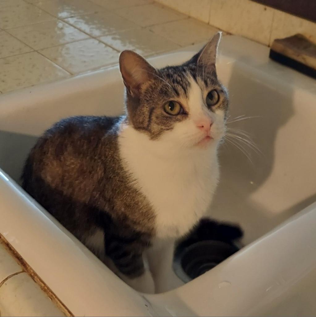 Cleo, an adoptable Domestic Short Hair in Los Angeles, CA, 90016 | Photo Image 2