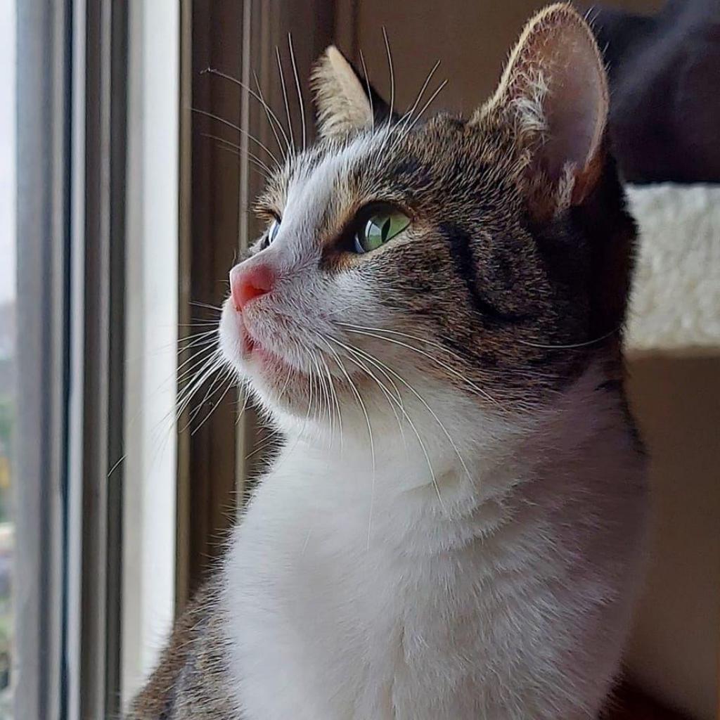 Cleo, an adoptable Domestic Short Hair in Los Angeles, CA, 90016 | Photo Image 3