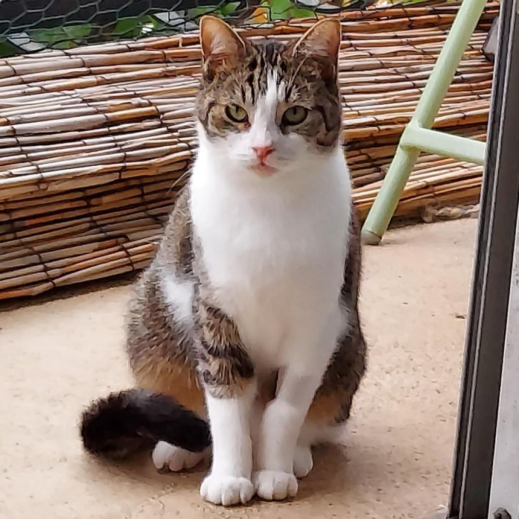 Cleo, an adoptable Domestic Short Hair in Los Angeles, CA, 90016 | Photo Image 4