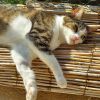 Cleo photo 5