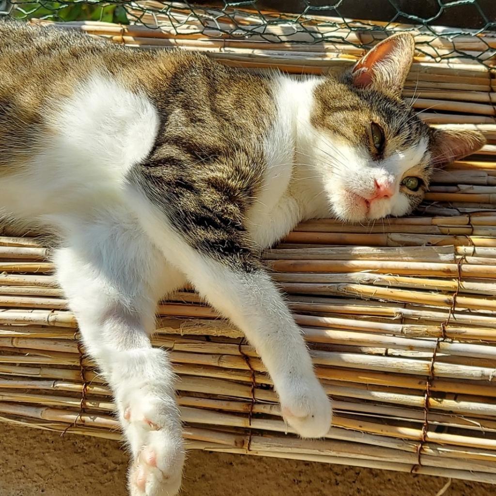 Cleo, an adoptable Domestic Short Hair in Los Angeles, CA, 90016 | Photo Image 5