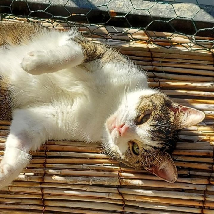 Cleo 6