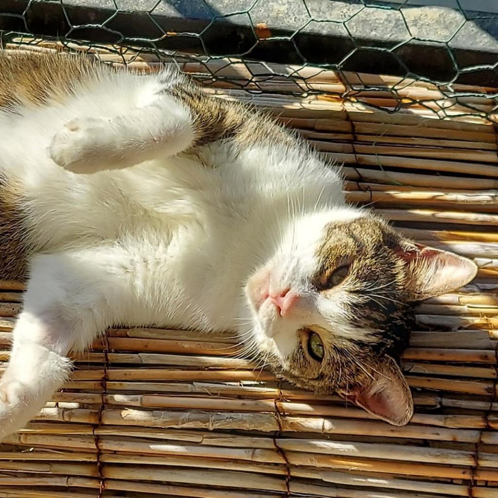 Cleo, an adoptable Domestic Short Hair in Los Angeles, CA, 90016 | Photo Image 6