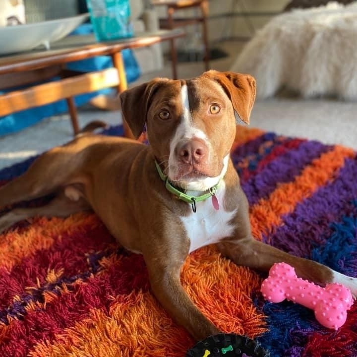 pitbull pointer mix brown