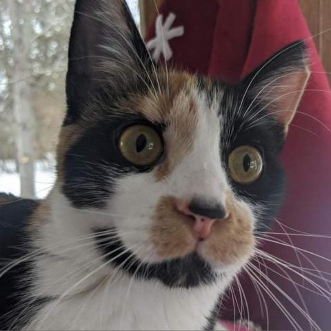 Ruthie, an adoptable Domestic Short Hair in Baldwin, WI, 54002 | Photo Image 1