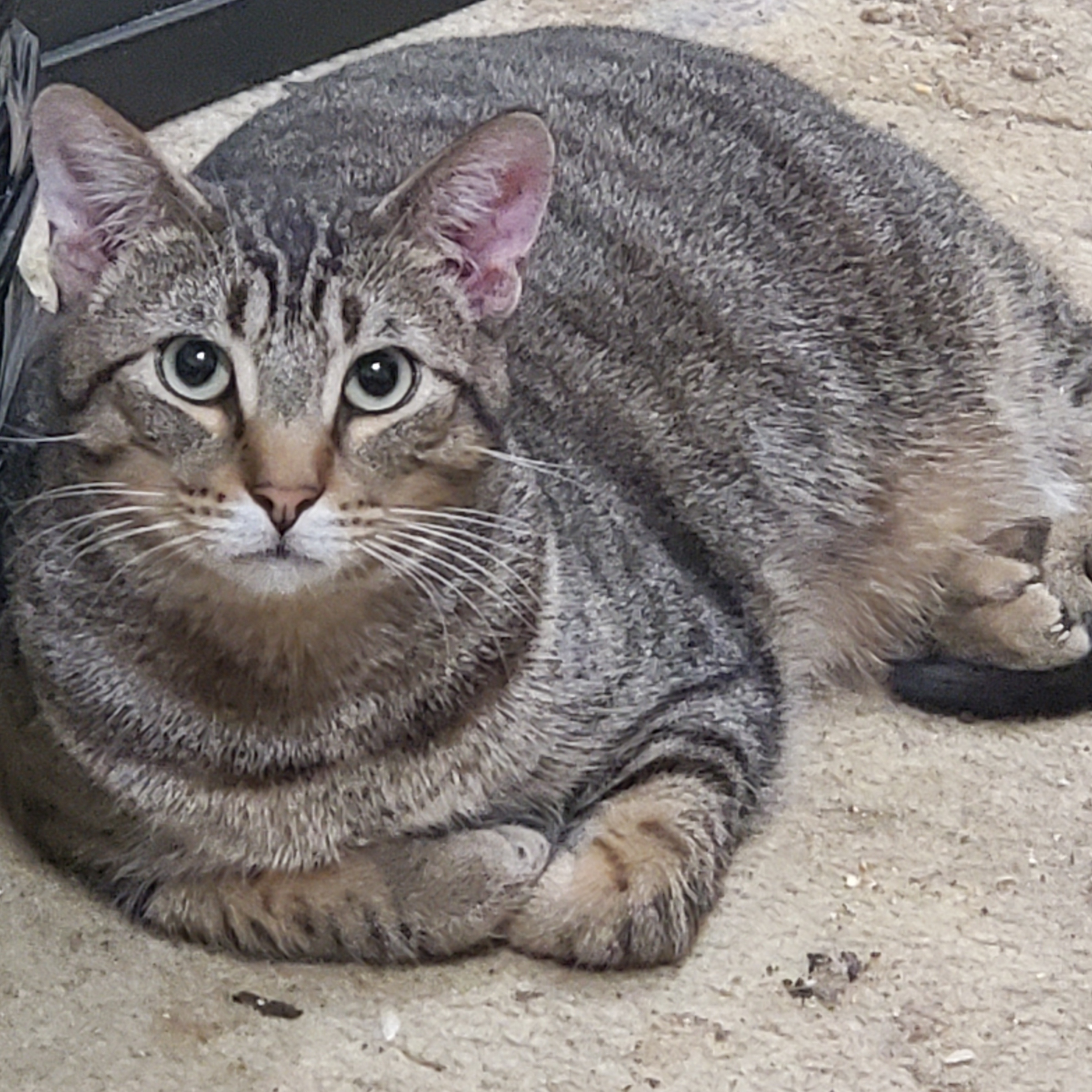 Cat for adoption Halston, a Domestic Short Hair in Dallas, TX Petfinder