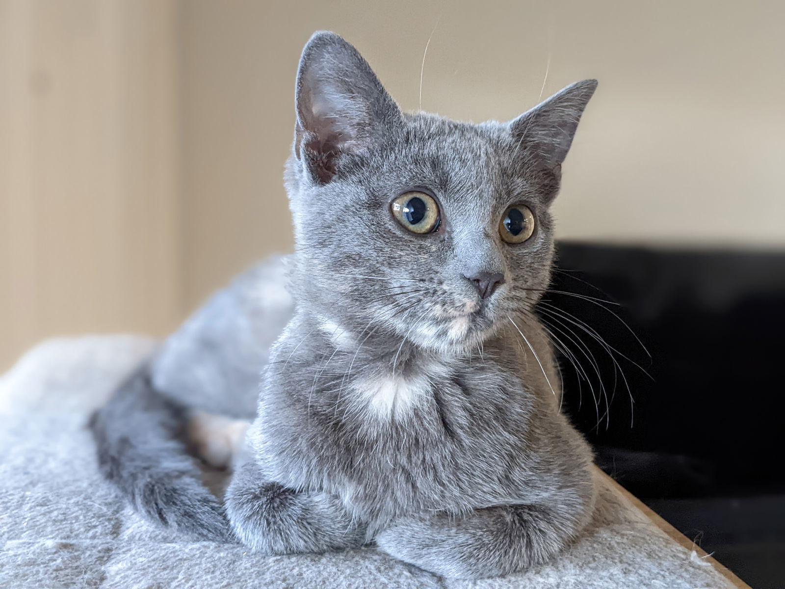 Twinkle Twinkle Little Star