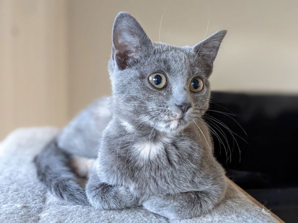 Twinkle Twinkle Little Star thumbnail 2